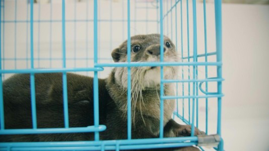 Las nutrias en peligro por su exposición en las redes sociales