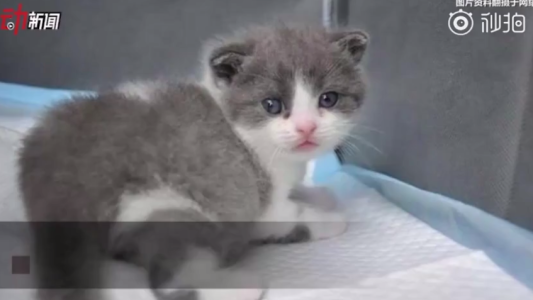 Este es Garlic, el primer gato clonado de China