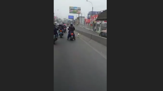 Motoqueros detienen el tránsito para salvar a un perro en una autopista