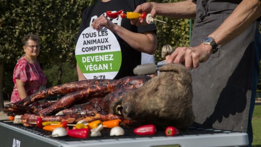 "Perro o cerdo: ¿cuál es la diferencia?": impactante campaña vegana
