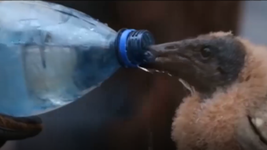 Amazonas: Bolivia combate el fuego cuerpo a cuerpo