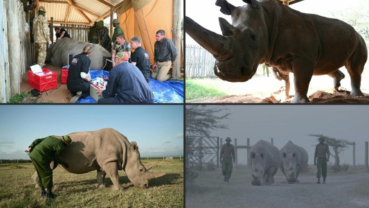 Vientres de alquiler para salvar de la extinción al rinoceronte blanco del norte