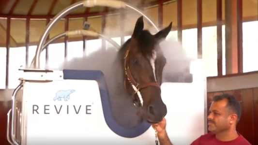 Caballos congelados para correr más rápido