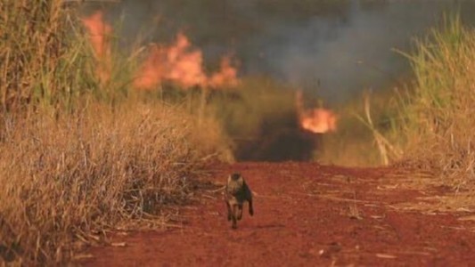 Bolsonaro rechazó la ayuda del G7 para combatir los incendios amazónicos