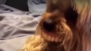 Video viral: el perro que usa una dentadura humana y es furor en redes sociales