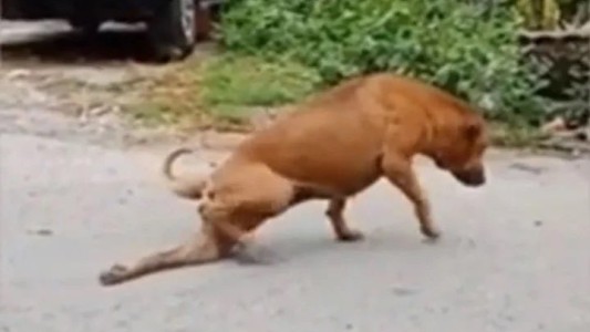 Video: el perro que finge tener la pata rota para que le den comida y caricias