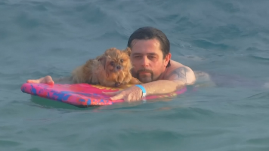 Competencia en la playa más "perro friendly"