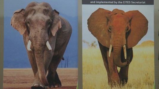 Restringen la captura de elefantes africanos para ponerlos en cautiverio