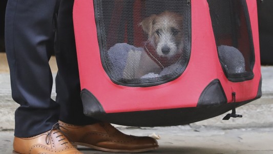 Dilyn, el nuevo perro adoptado por el primer ministro británico Boris Johnson en Downing Street