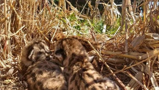 Sorpresa: un productor rural encontró cuatro crías de puma en medio del campo