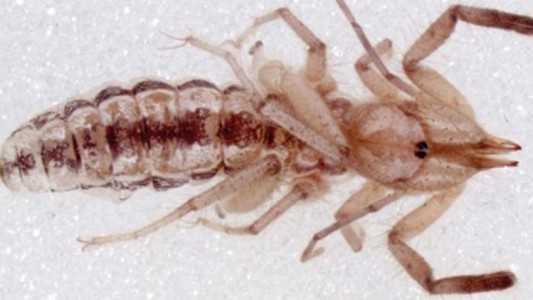 Descubrieron a una nueva especie de "araña camello" que come carne humana