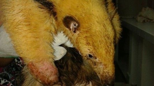 Liberan en Catamarca un oso melero, 13 quirquinchos, víboras y aves