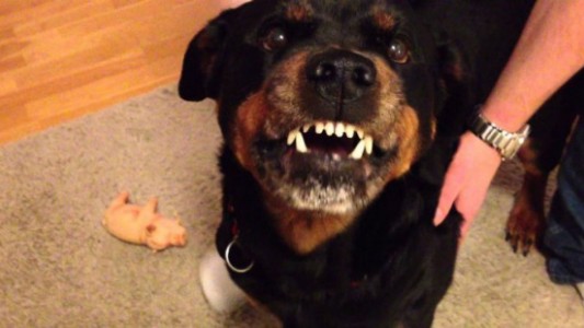 Beba murió tras ser atacada por el perro de la familia