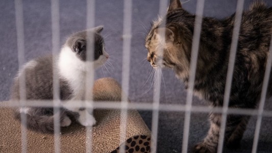 China clona su primer gato