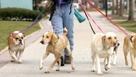 Impuesto a los dueños de perros para limpieza de veredas, perrera y otros gastos que generan
