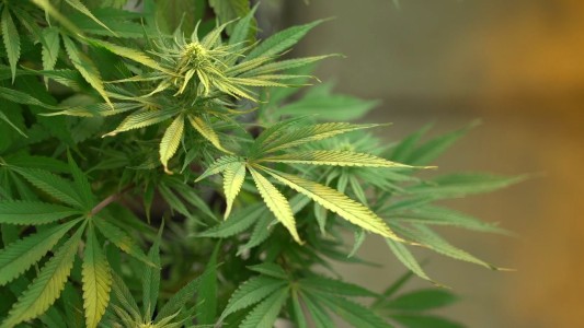 Lesotho, el primer país africano que legalizó la marihuana medicinal