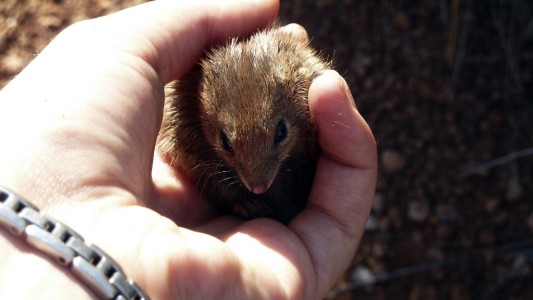 Preocupación: muerte masiva de pequeños marsupiales por sus relaciones sexuales intensas