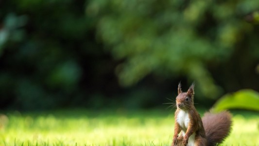 La tierna foto de una ardilla abrazando una flor