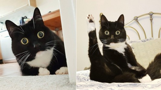 La gata con "cara de asombro" que es furor en las redes sociales