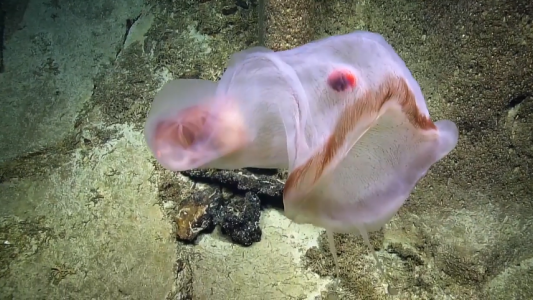 Encuentran una rara medusa translúcida en las profundidades del Pacífico