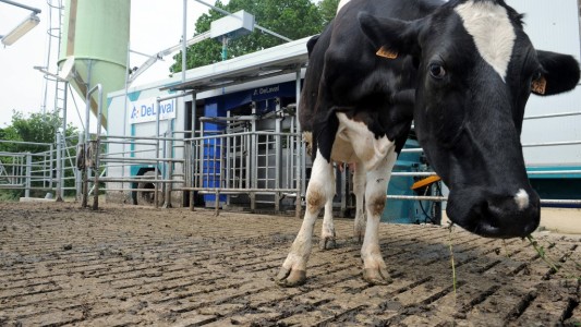 Vacas con menos emisión de carbono para ayudar al planeta: así es la granja experimental
