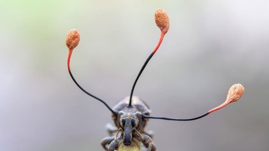 La impactante foto del "hongo zombi" que tomó el control de un escarabajo