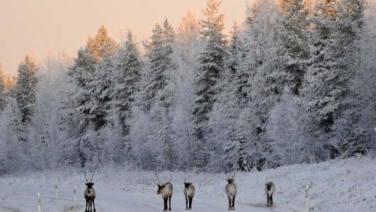 Choque entre vehículos militares por esquivar un reno: 12 soldados internados