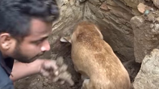 Video: la desesperación de una perra por salvar a sus cachorros sepultados en un derrumbe
