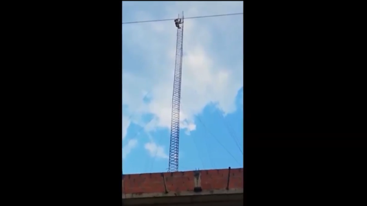 El gato que llegó más alto