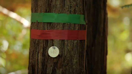 Un árbol como tumba: los nuevos cementerios ecológicos