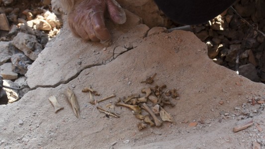 Alfredo Stroesner: conmoción por los huesos enterrados en la casa del dictador paraguayo