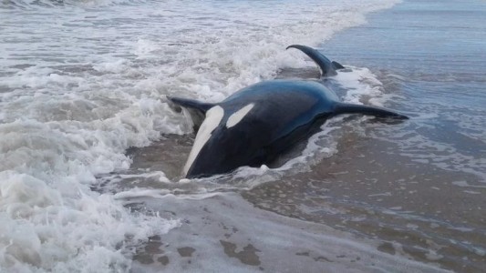 Murió una de las siete orcas varadas en Mar Chiquita