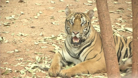 Mueren decenas de tigres confiscados en un templo de Tailandia