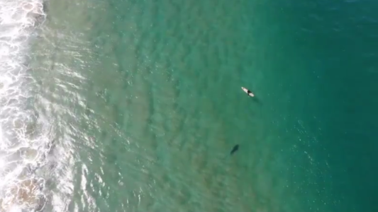 Un surfista se salvó de un ataque de un tiburón gracias a un drone