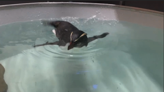 Liberan un pingüino rehabilitado tras un largo viaje