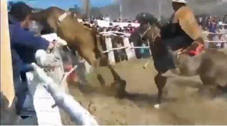 Pánico en un rodeo: toro salta la valla y embiste al público