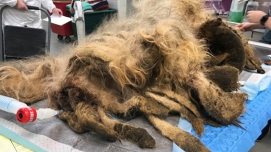 Sorpresa y milagro: hallaron una "criatura rara" y le salvaron la vida