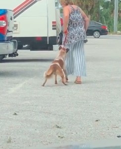 VIDEO: una mujer fue arrestada tras patear y estrangular a su perro