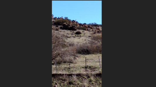 Una manada de ciervos sorprende a los habitantes de Aluminé