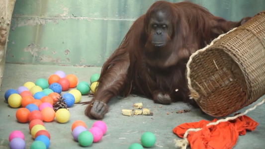 La orangutana Sandra partió hacia un santuario en EEUU