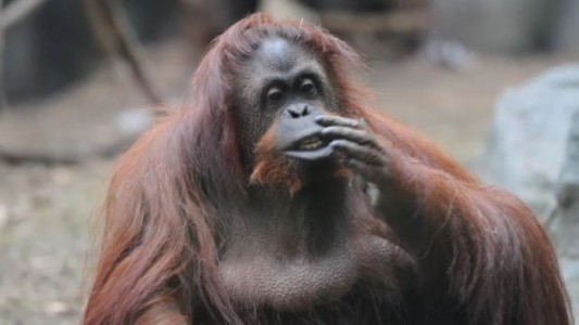 Cómo será el santuario donde vivirá la orangutana Sandra en Estados Unidos