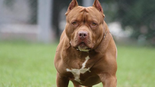 Un perro pitbull murió protegiendo a dos nenes del ataque de una serpiente venenosa