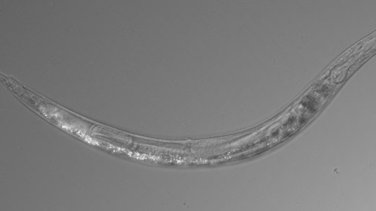 El extraño gusano de tres sexos que vive en un lago tóxico