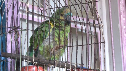 Usaban un "loro soplón" en la puerta del bunker para vender droga