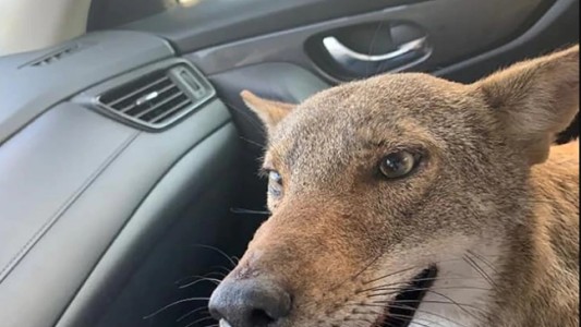 Creyó que había rescatado a un perro herido pero era un coyote