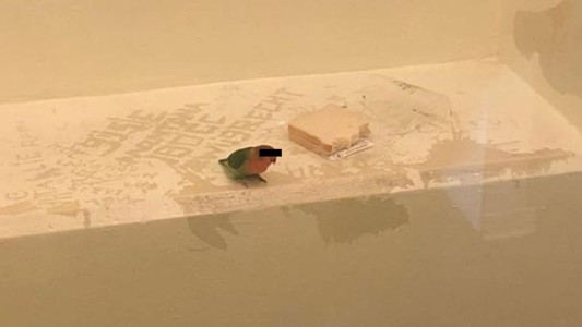 Detuvieron por robo a un hombre que llevaba a su loro en el hombro: "El pájaro no fue interrogado"