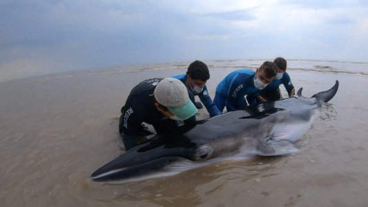 Regresan al mar a una ballena varada en San Clemente del Tuyú