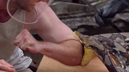 Impresionante: se dejó morder por una serpiente pitón para “medir el dolor”