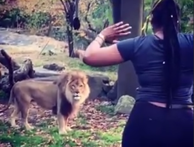 Una mujer burla la seguridad del zoo y se mete en la jaula del león