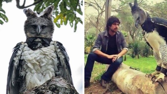 La increíble águila harpía, el ave que muchos creen que se trata de una persona disfrazada